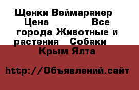 Щенки Веймаранер › Цена ­ 40 000 - Все города Животные и растения » Собаки   . Крым,Ялта